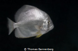 Batfish in the Dark
NIKON D7000 in a Seacam "Prelude" uw... by Thomas Bannenberg 